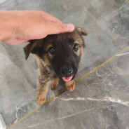 碧桂园五星上将