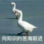 杨洋