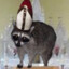 The Raccoon Priest