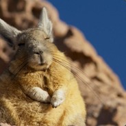Bill Rivers's avatar