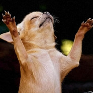 Legendary Chihuahua