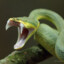 Viper Vic