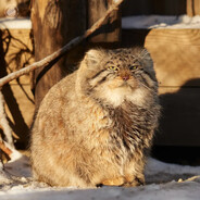 Манул Александр - steam id 76561199883043819