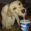 Pepsi Dog