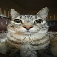 soviet cat24 Steam avatar