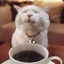 CoffeeCat