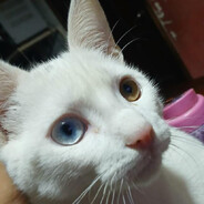 Ali_con_heterocromia