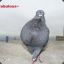 pigeon.master