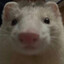 :ferret_stare: