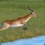 antelope fister 99