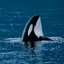 Orcinus Orca