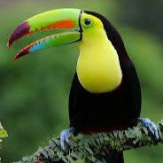 TucaN^