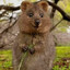 Quokka ❤