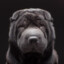 AdmiralSharpei