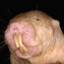 NakedMoleRat