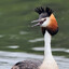 perkoz