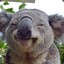 KennyTheKoala