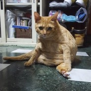 [Tw]偷偷摸摸跳健康操