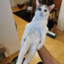 The silly cat man