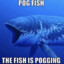 Pogfish
