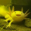 yellow_axolotl