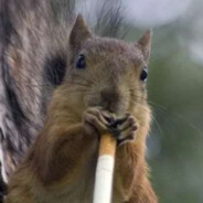 Белка под шишками