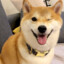 ShibaInu