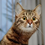 青浦第一养猪能手