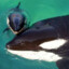 Tilikum