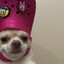 ❤LuxuryDog❤