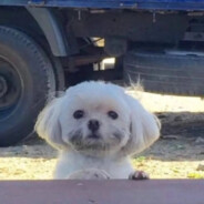 我爱吃草莓蛋糕