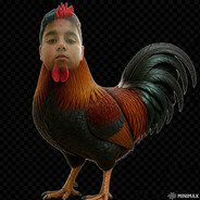 Hello🐔