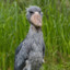 jBird