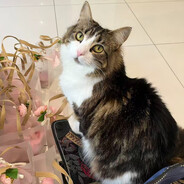 𝓜𝓮𝓻𝓮𝓷𝓰𝓾𝓮