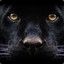 ✭Panther ♂
