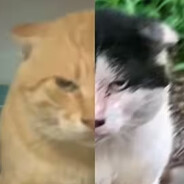 超绝仿生电子鸽