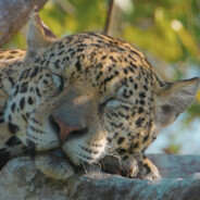 Panthera onca