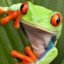 frogfrog2222