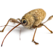 weevil