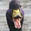 duck_alan