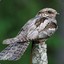 NightJar