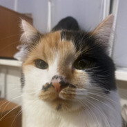 Manchos - steam id 76561199806976396