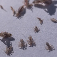 СТАЯ ВШЕЙ ВРОДЕ