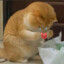 小罗A11