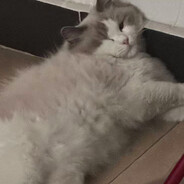 芒果牛乳全加糖