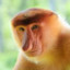 Proboscis Monkey