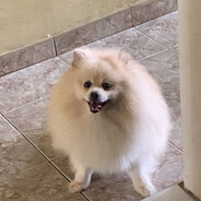 stan