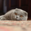 scottish fold pussy