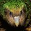 Kakapo