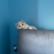 四季奶青，全糖去冰